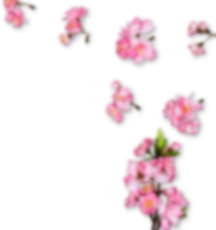 right-side-sakura